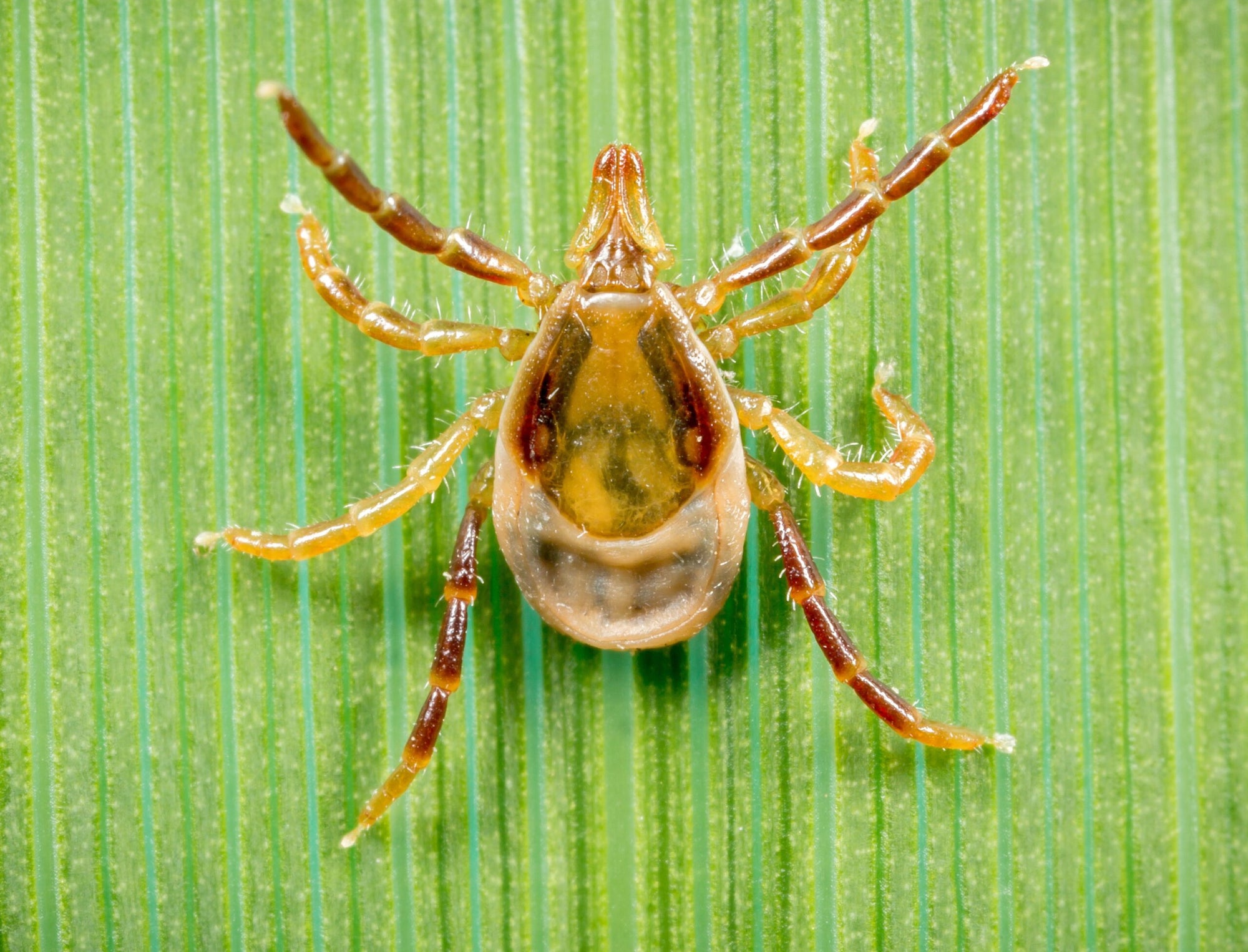 Tick removal guide for Australian pet owners