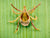 Tick removal guide for Australian pet owners