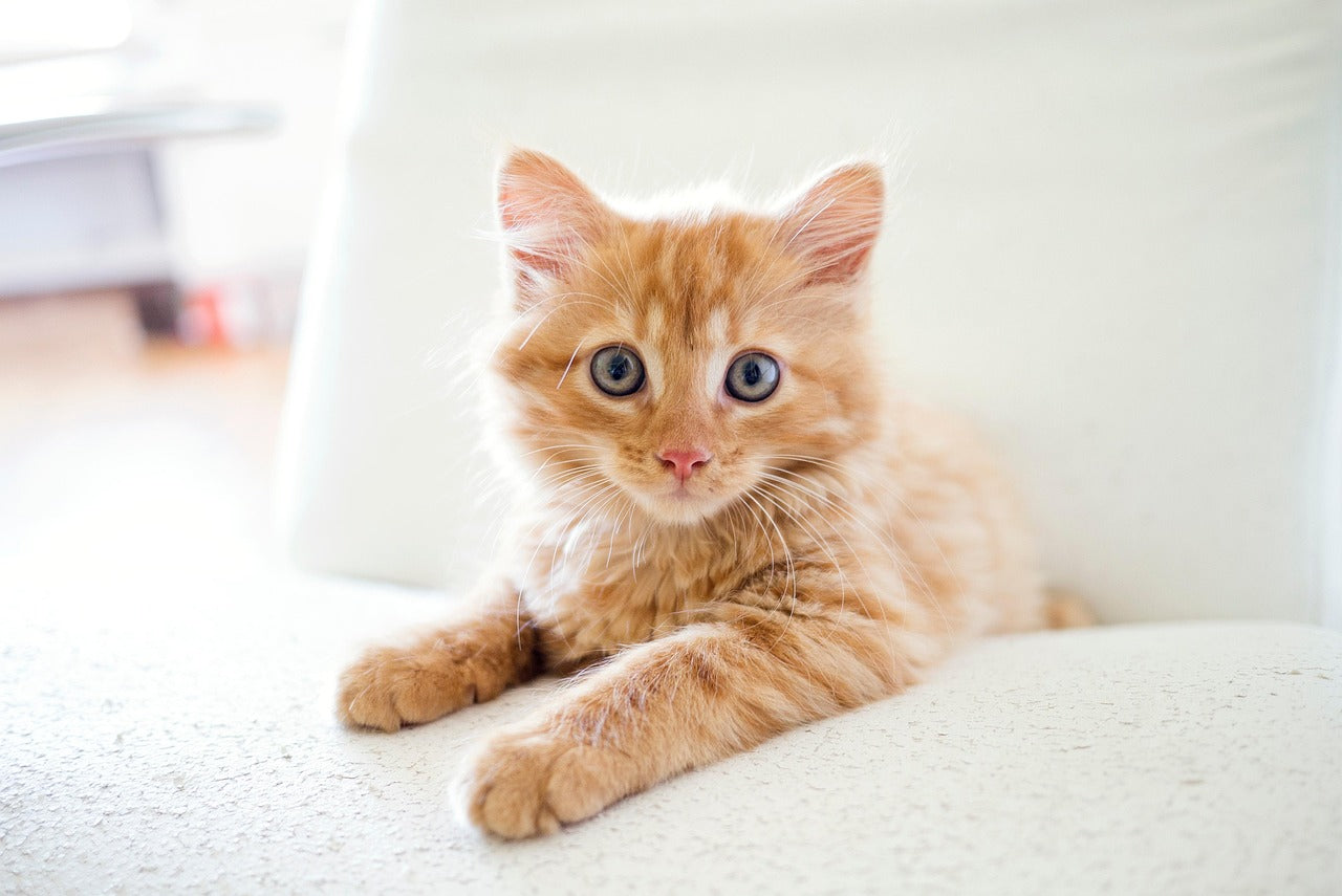 Best Flea, Tick & Worm Protection for Cats: Simple Guide for Aussie Homes