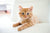 Best Flea, Tick & Worm Protection for Cats: Simple Guide for Aussie Homes