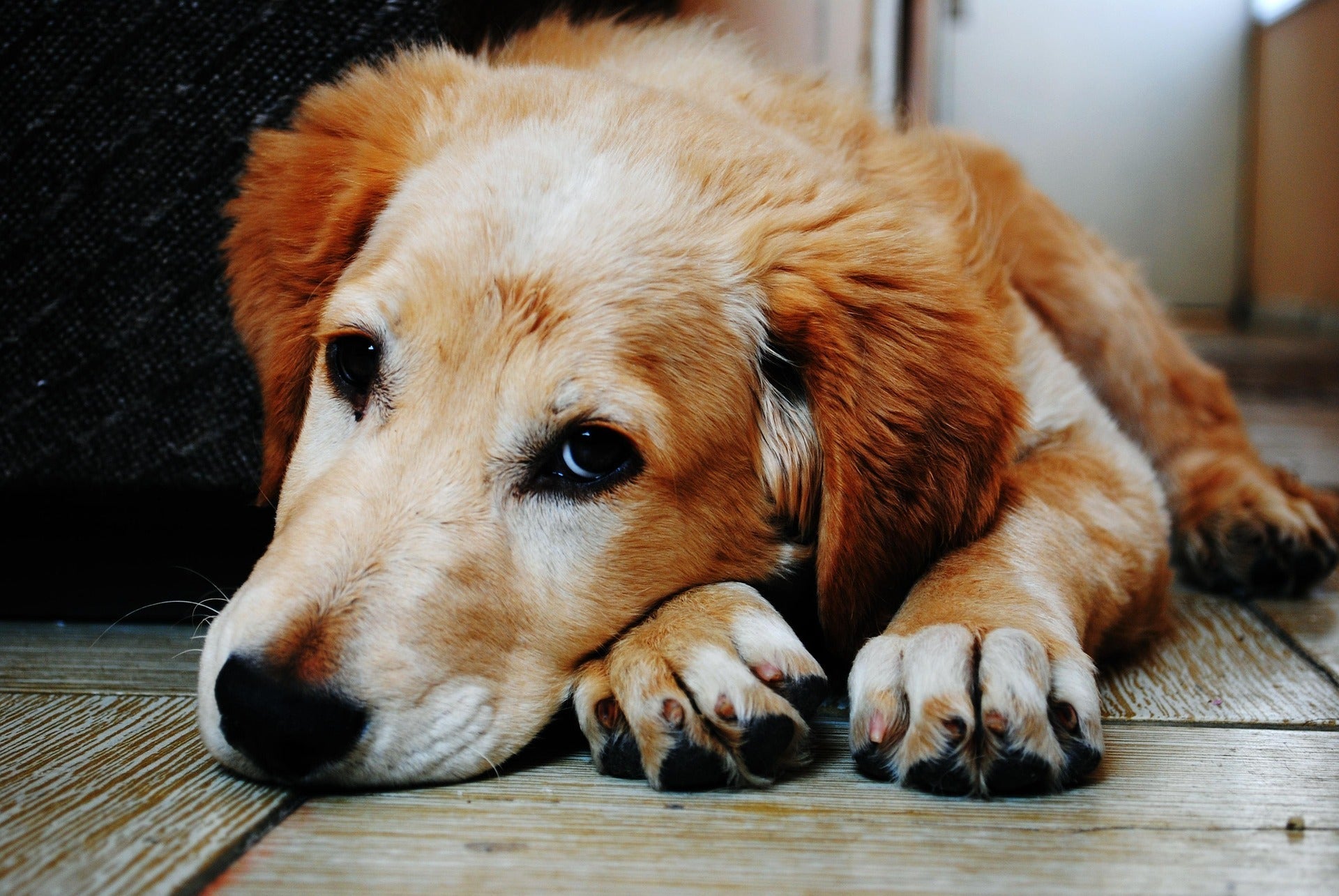 All-in-One vs Flea & Tick Only for Dogs: Which Suits Your Home?