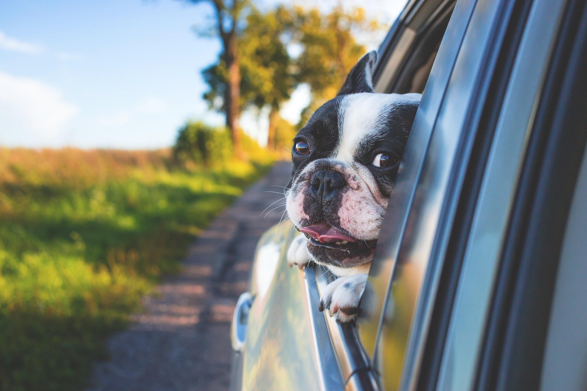 Holiday travel with pets in Australia: parasite checklist