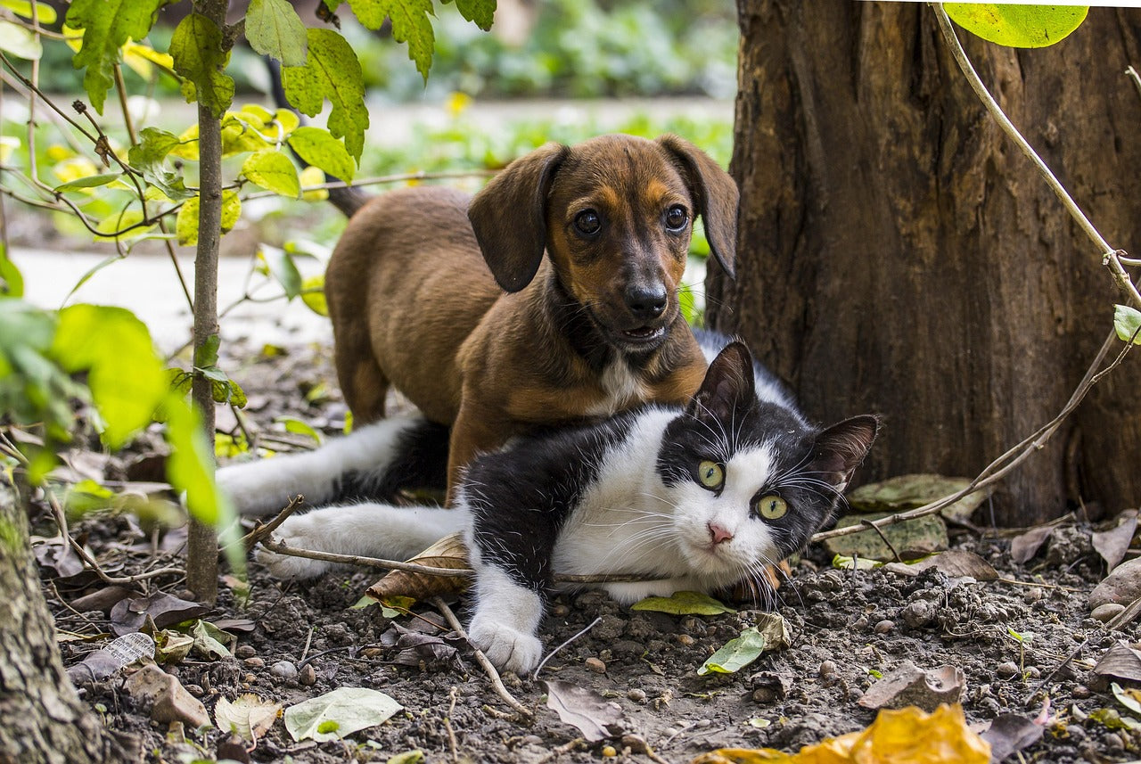 Paralysis Ticks in Australia: Simple Protection Guide for Dogs and Cats