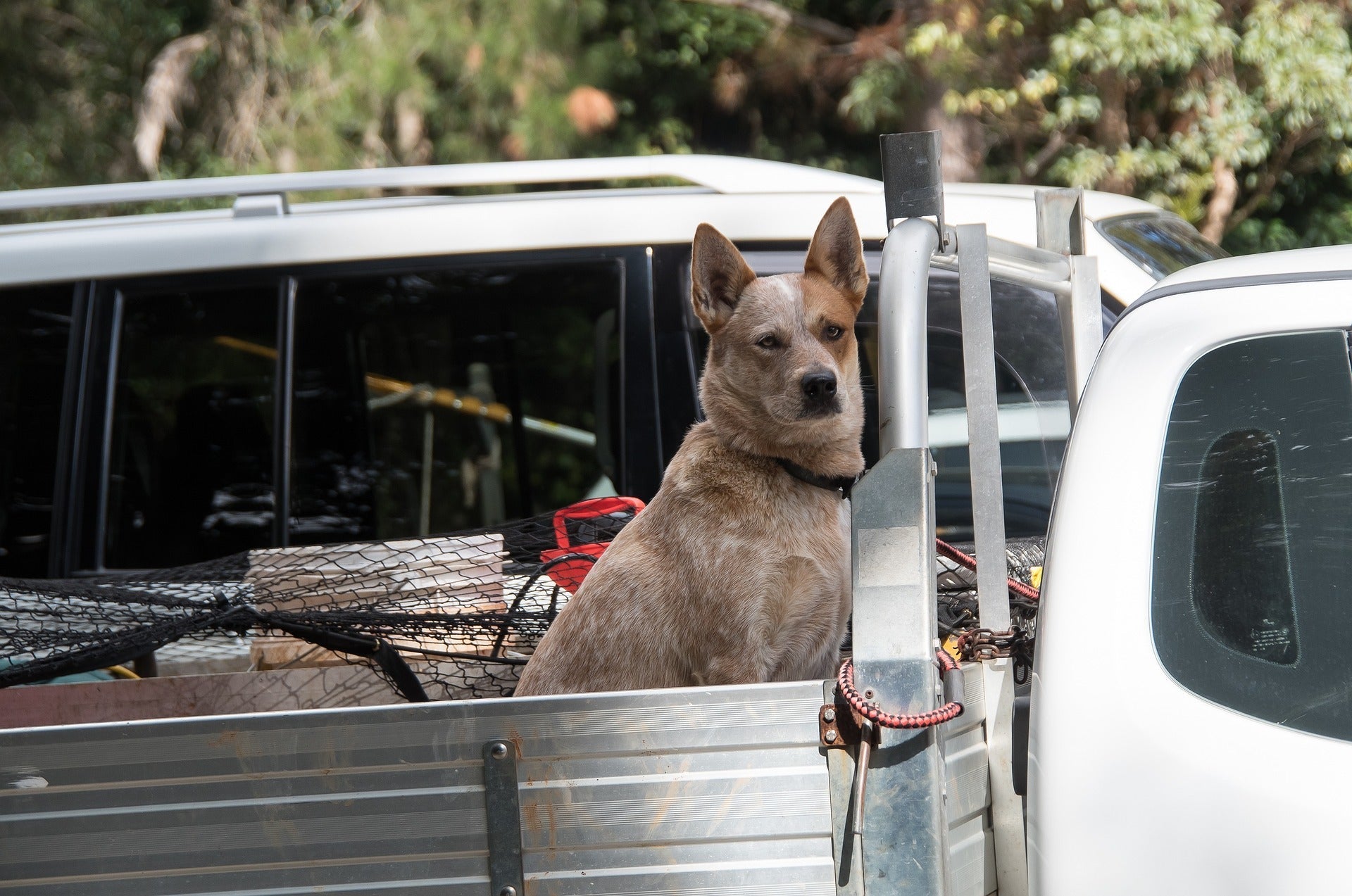 Outback station stays with dogs: parasite guide