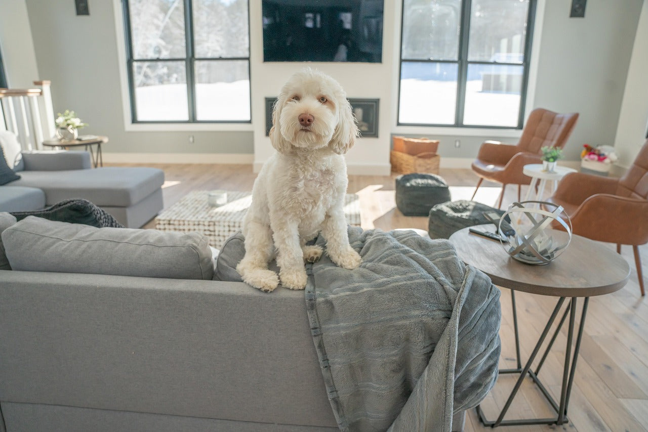 How to Store and Handle Pet Medications Safely at Home