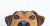 Common Side Effects of Flea, Tick & Worm Treatments: What to Watch For