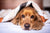 Long-Acting vs Monthly Parasite Protection for Dogs