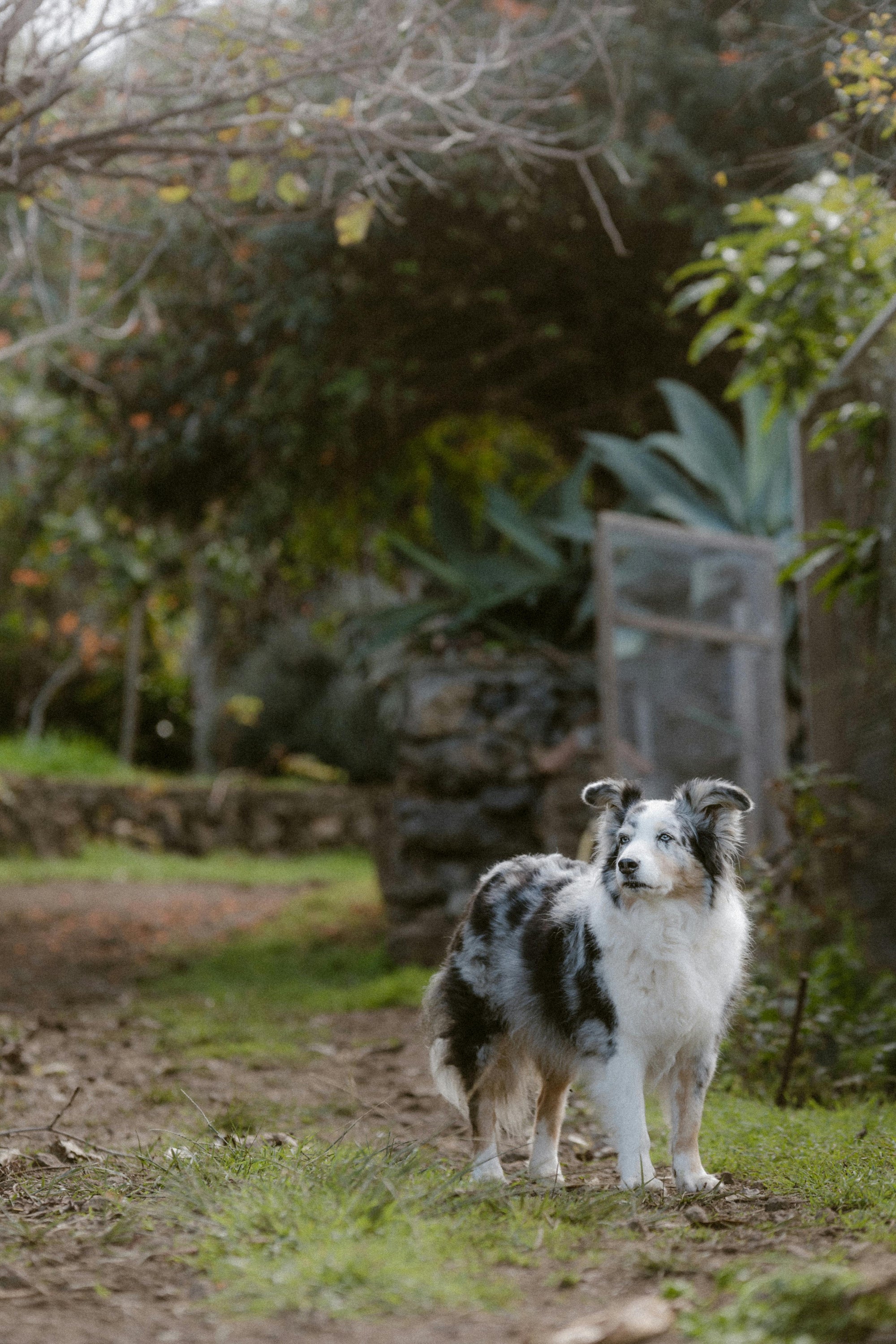 Suburban backyard parasite guide for Aussie pets