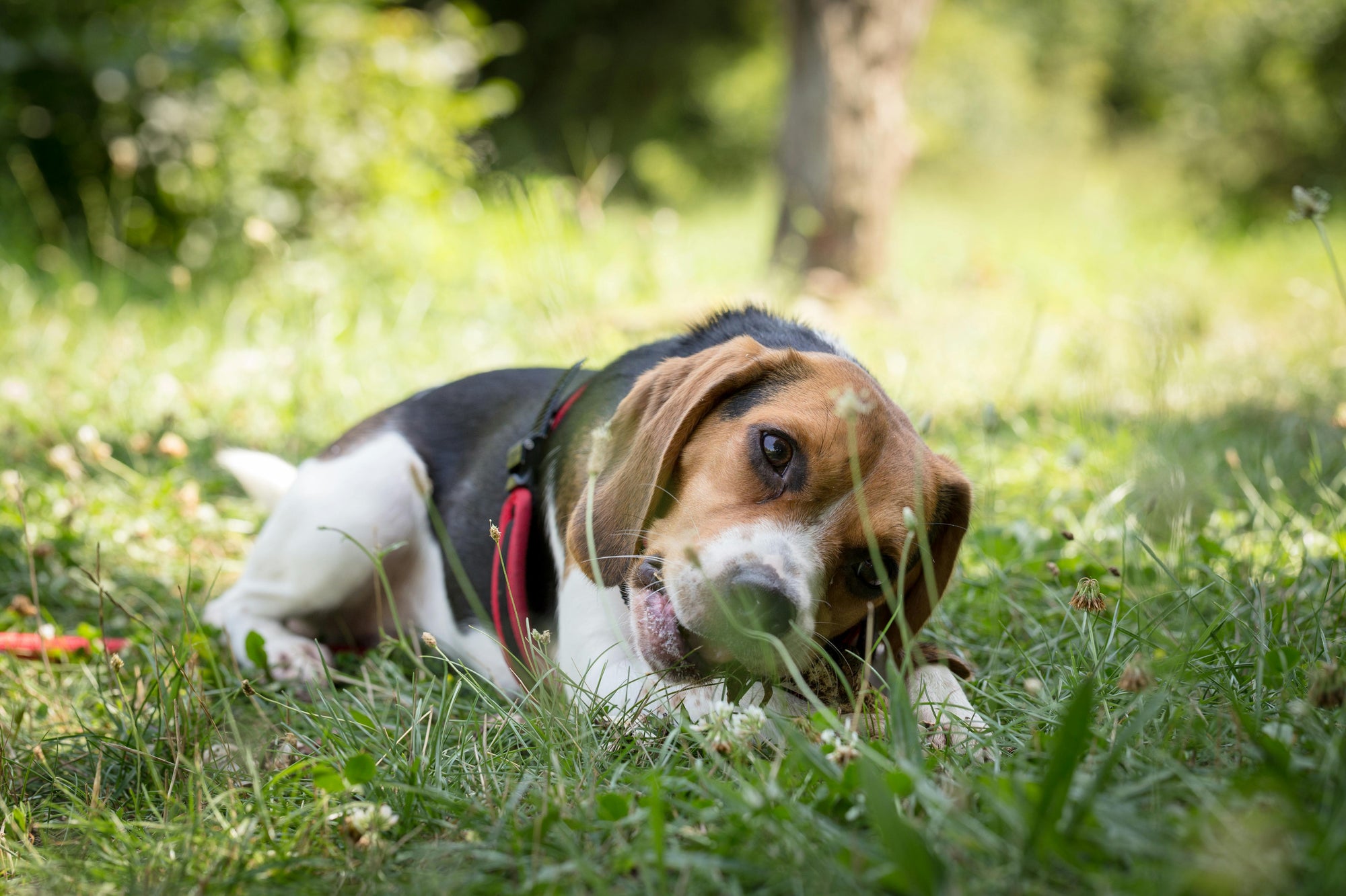 Backyard wildlife and parasites: protect Aussie pets