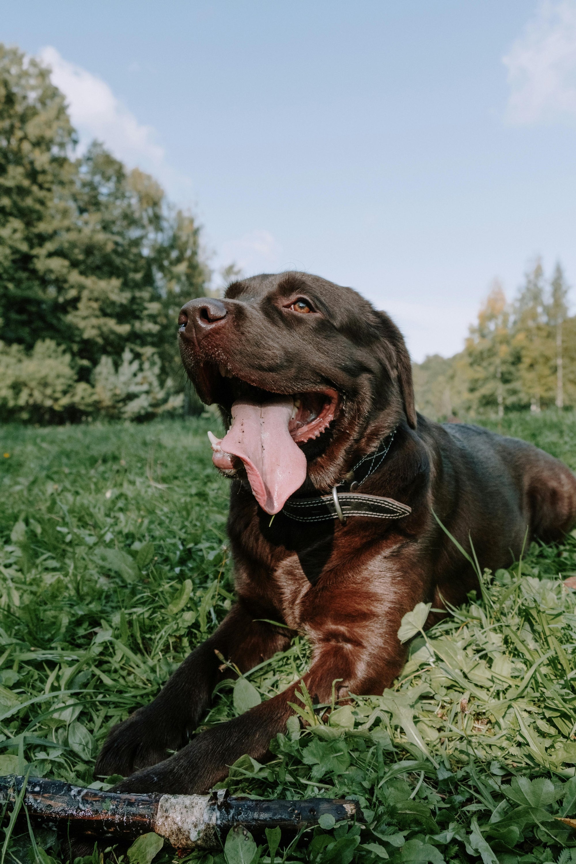 Spring parasite tips for Australian pets