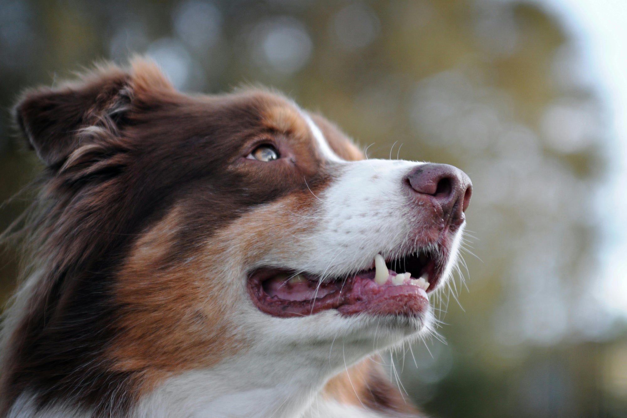 Autumn parasite tips for Australian pets