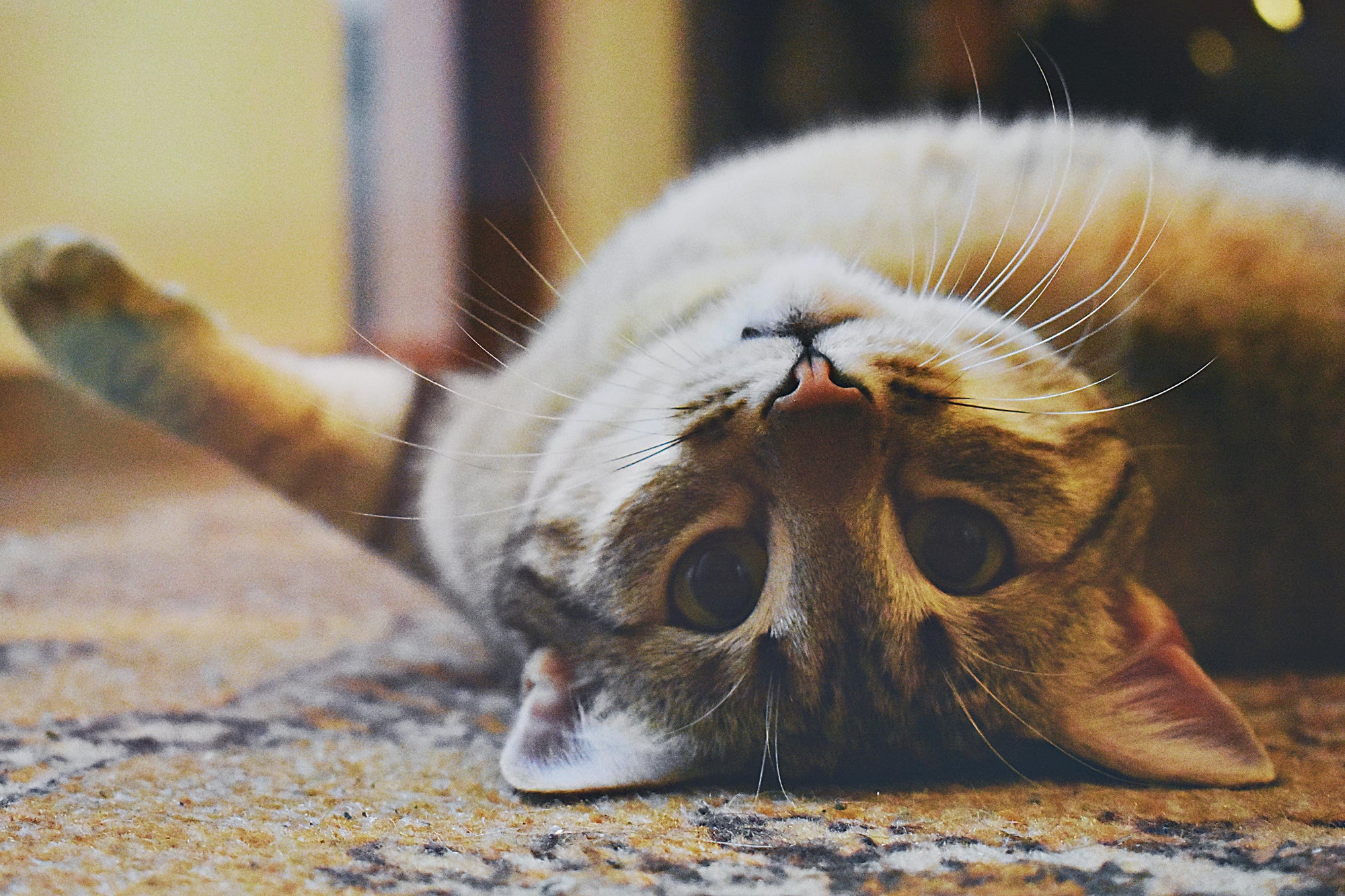 Rental bond and flea treatment for pet owners