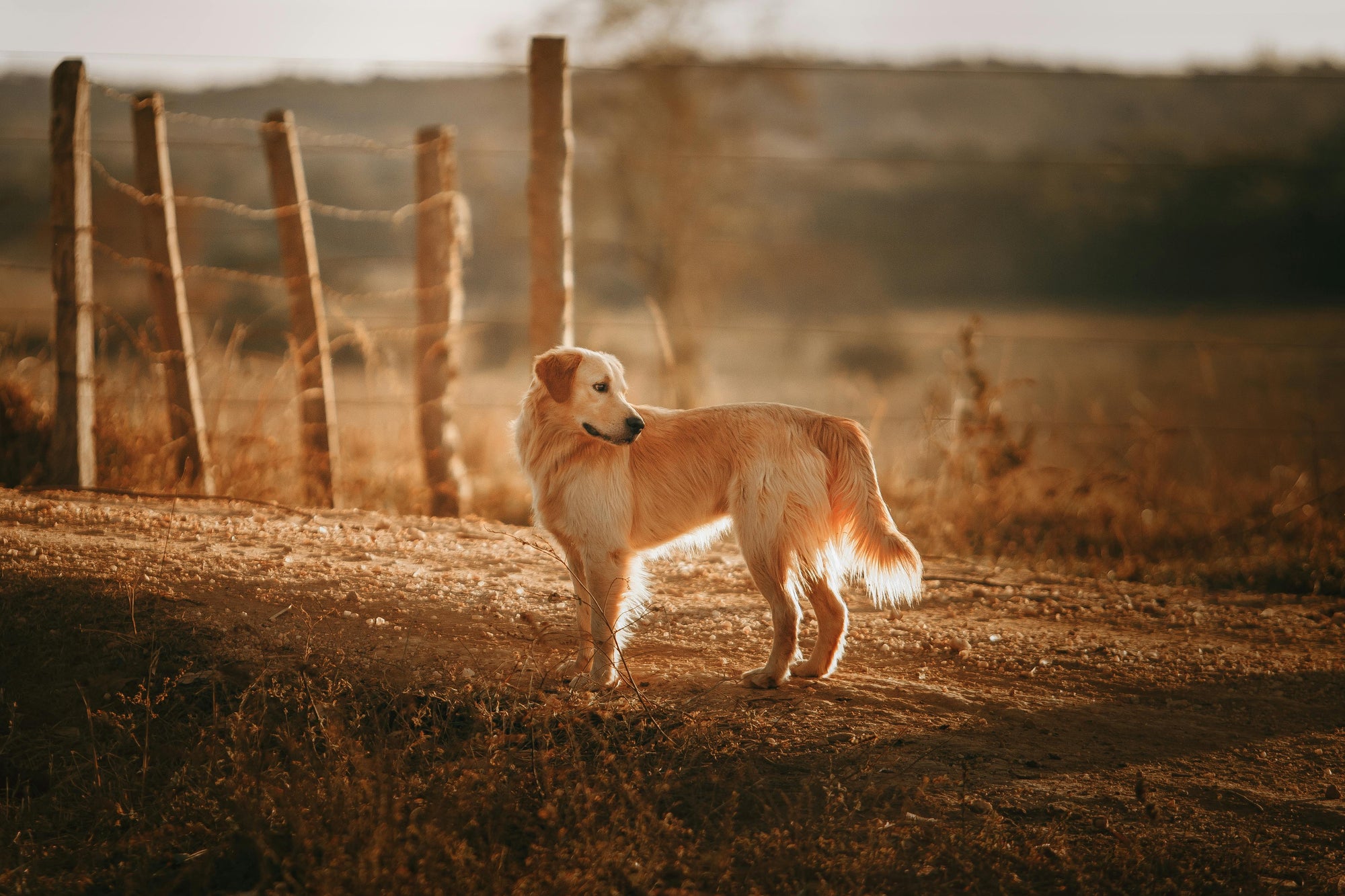 Summer parasite tips for Australian pets