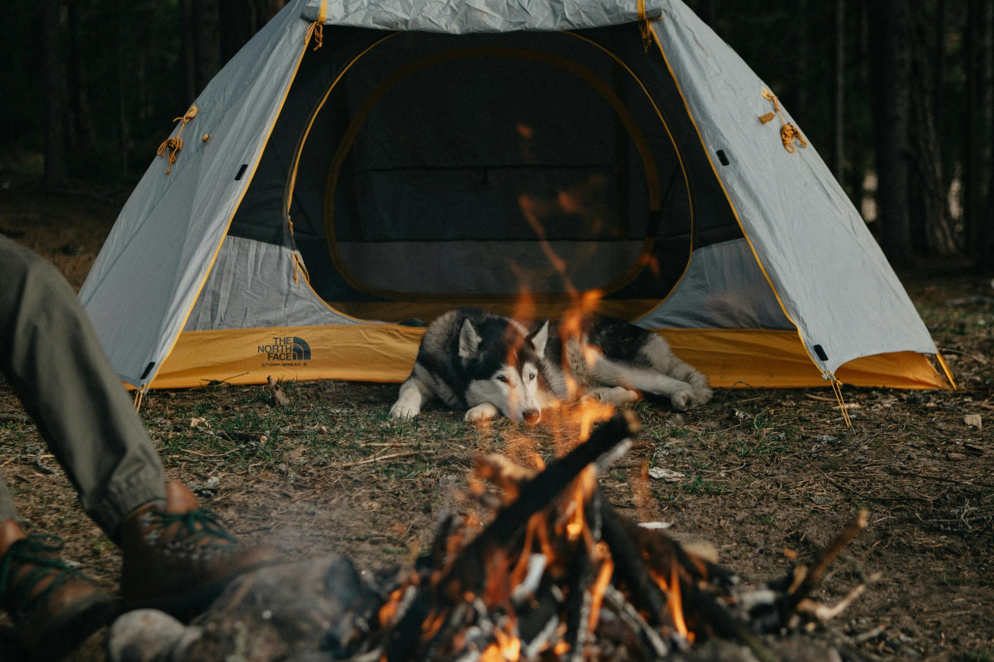 Regional road trips with pets: parasite guide