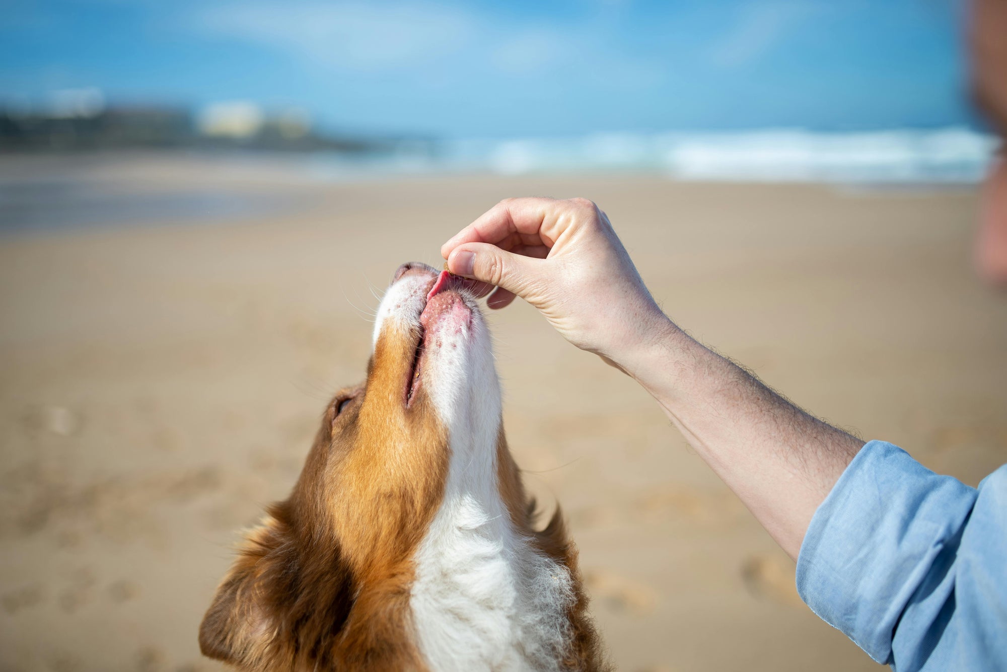 Beach camping with dogs: parasite guide