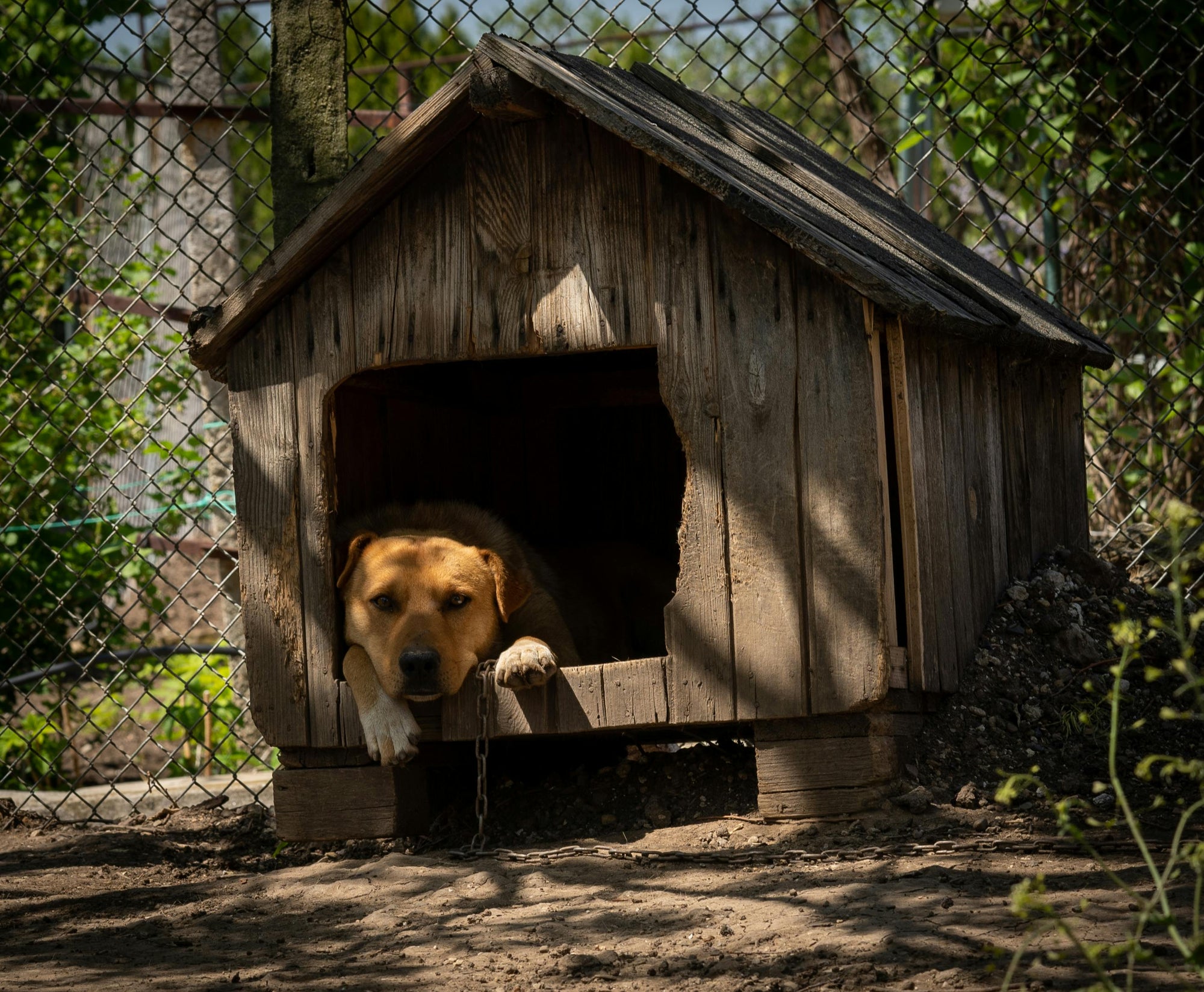 Boarding and kennels: parasite checklist for Aussie pets