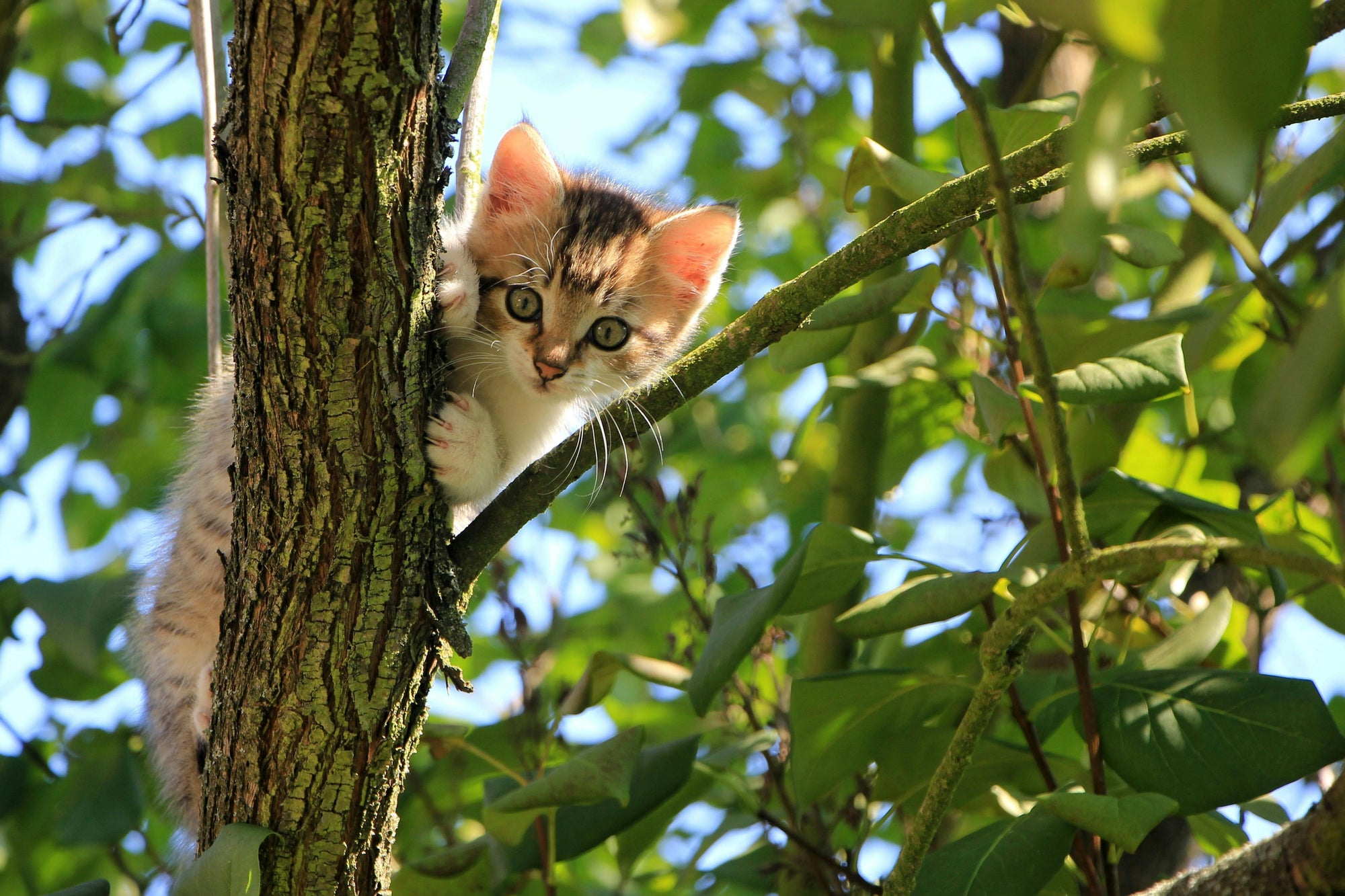 Nursing cats and kittens: hygiene and parasite basics