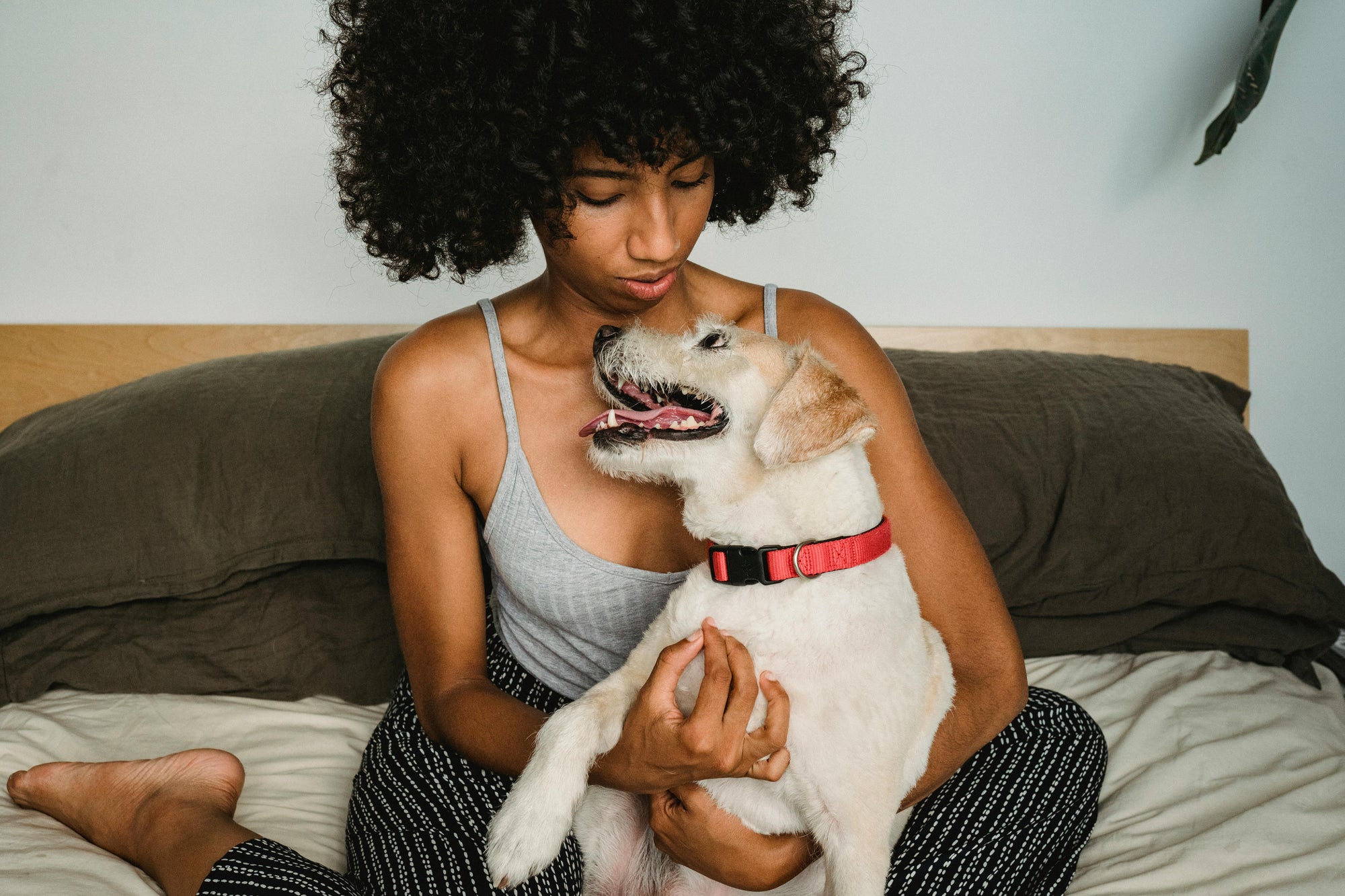 Deshedding season and fleas in Australia