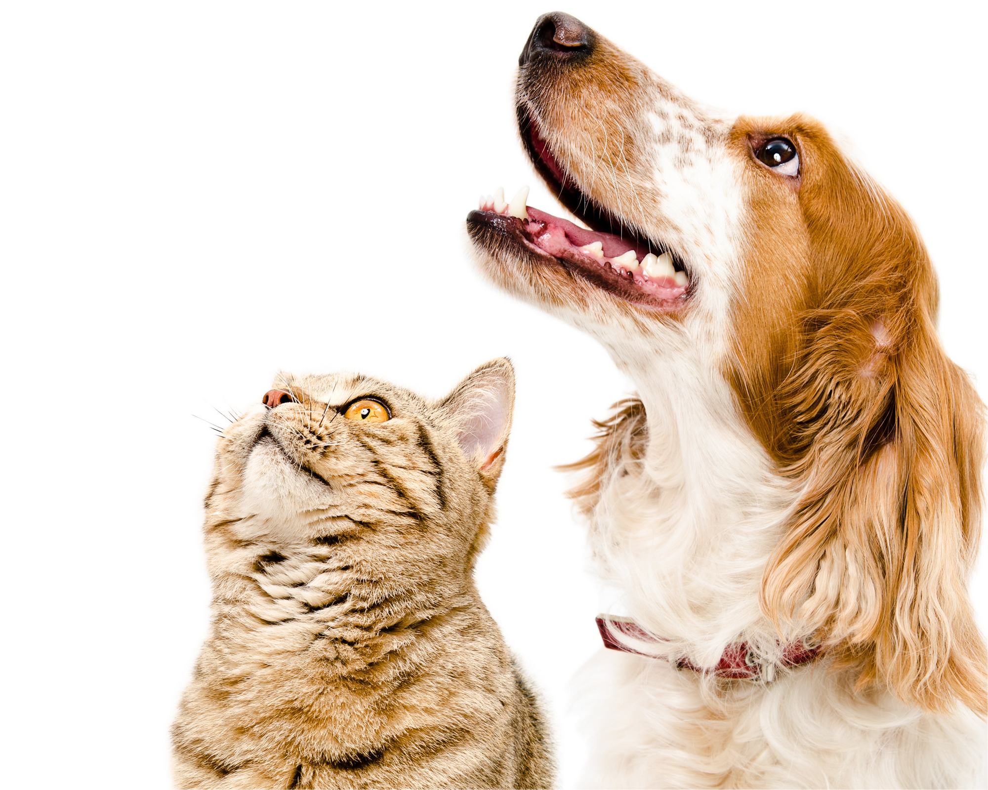 Cat and dog looking up on a white background. Buy the best flea treatment for dogs and cats online at fleatickworm.co.nz