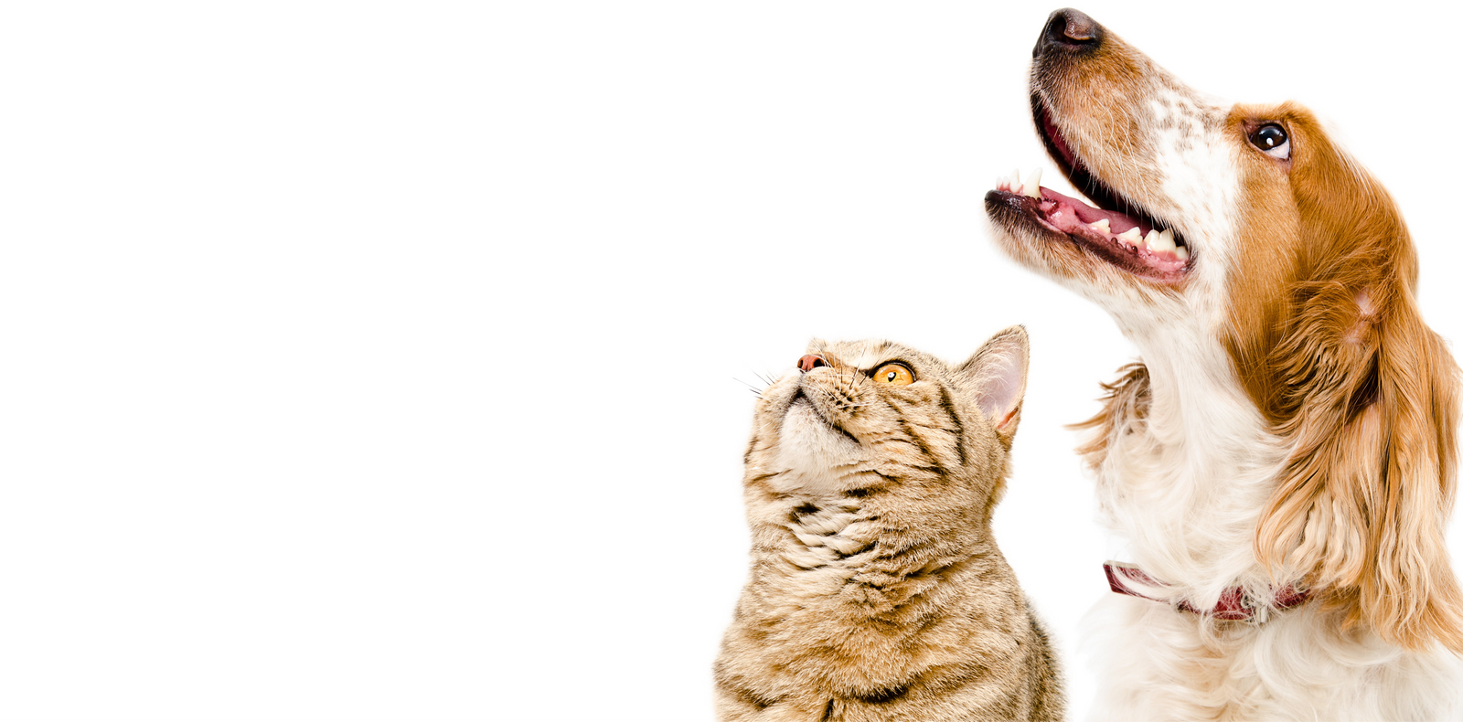 Dog and cat looking up on a white background. FleaTickWorm.com has the best vet-quality flea, tick, and worm, treatments for dogs and cats. Buy online and save. 