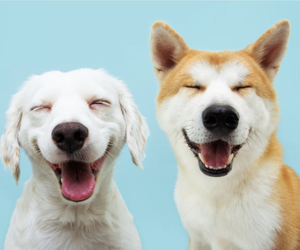 Two dogs with happy expressions on a light blue background